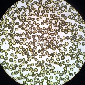 MBD High-Strength Diamond Grit